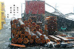 写真句：桃の節句の初雪：NTW587