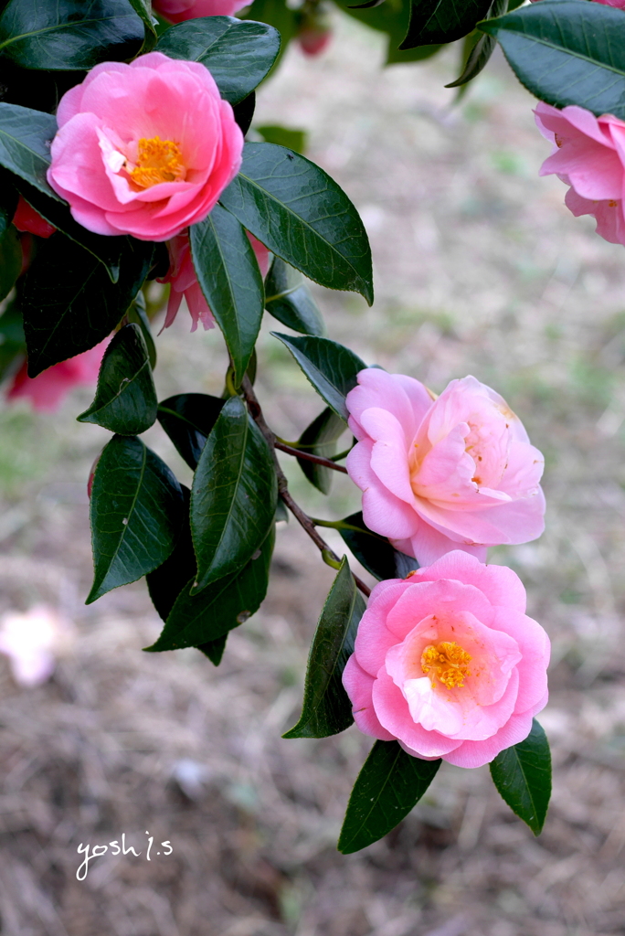 写真句：花椿