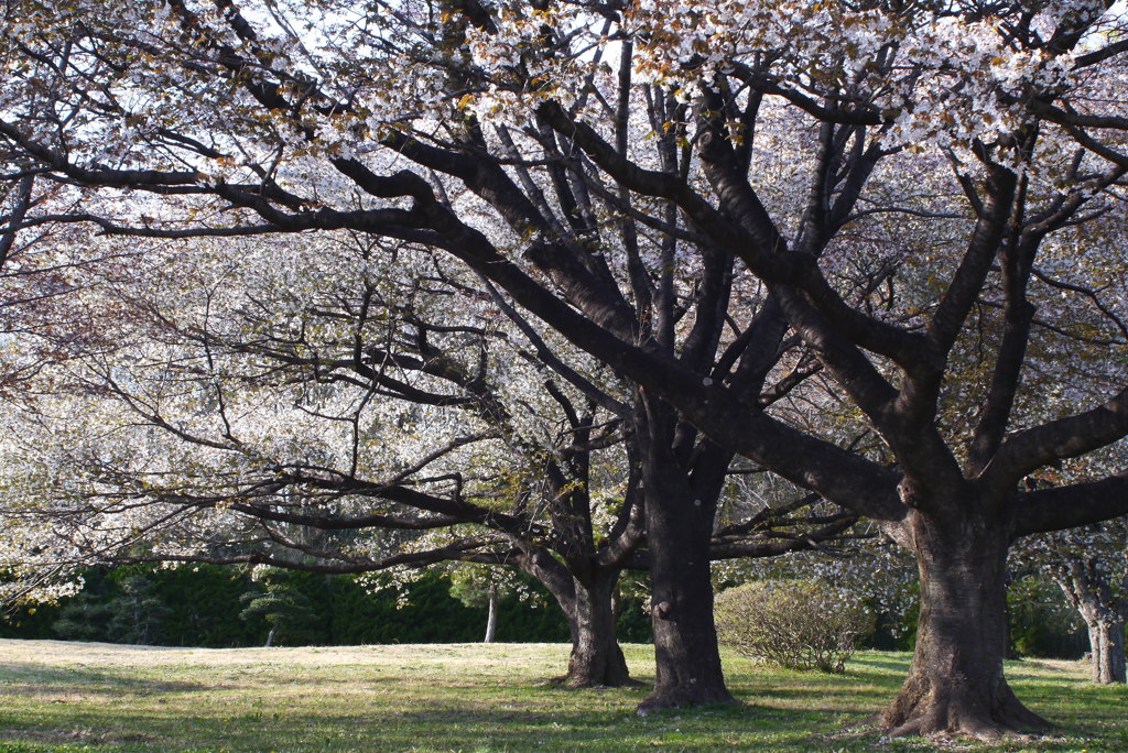 さくら公園１