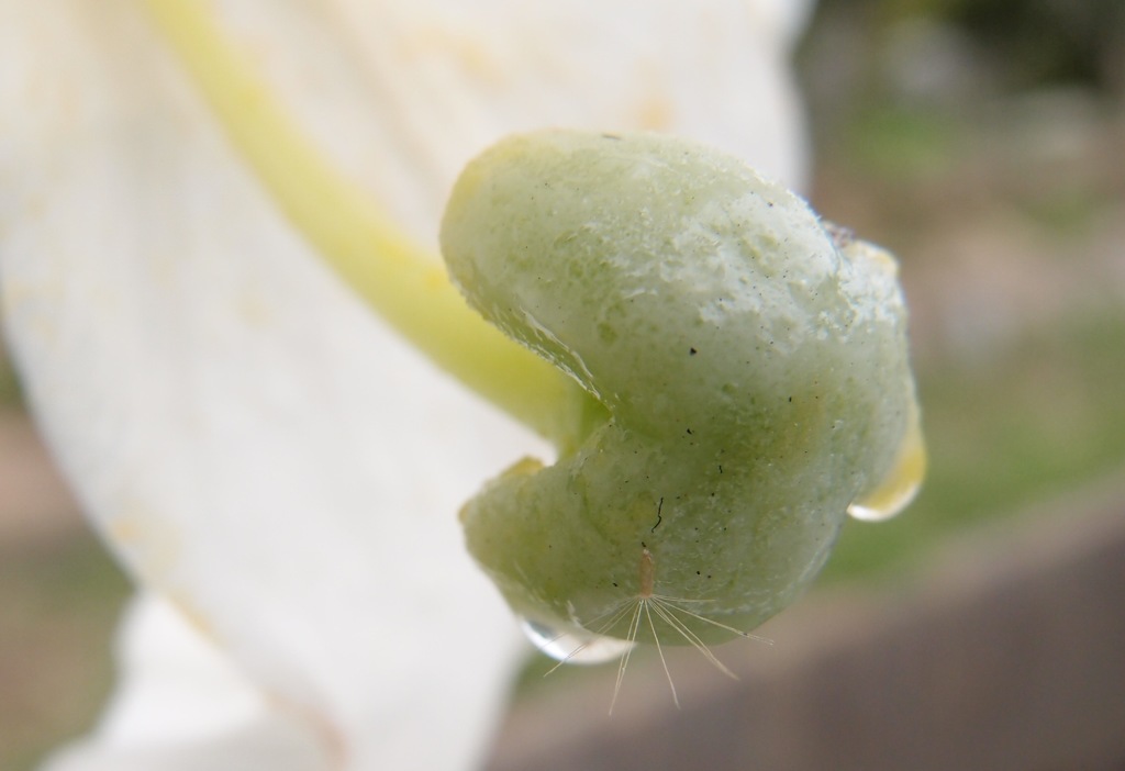 花蜜