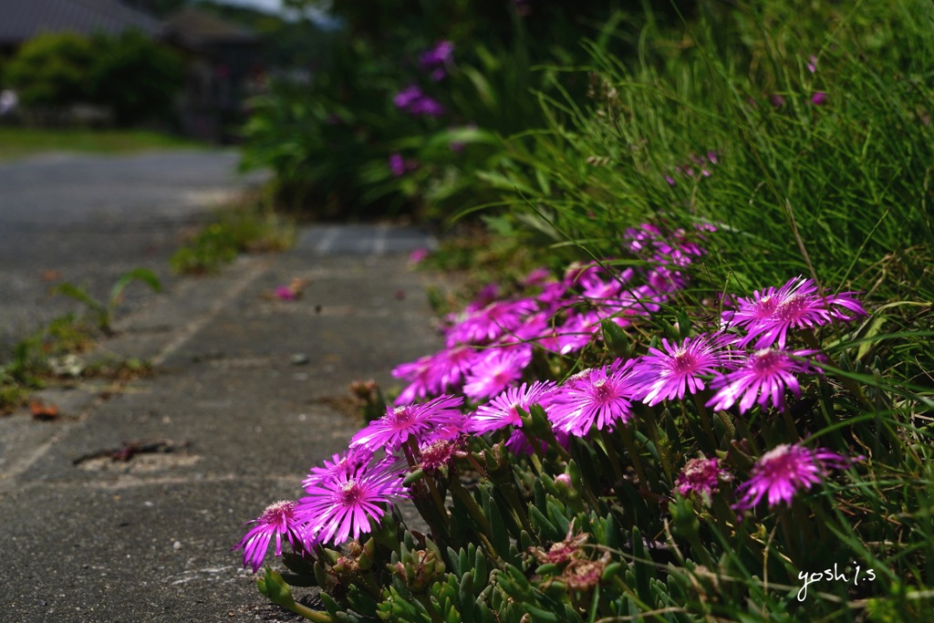 写真歌：道端の花・松葉菊