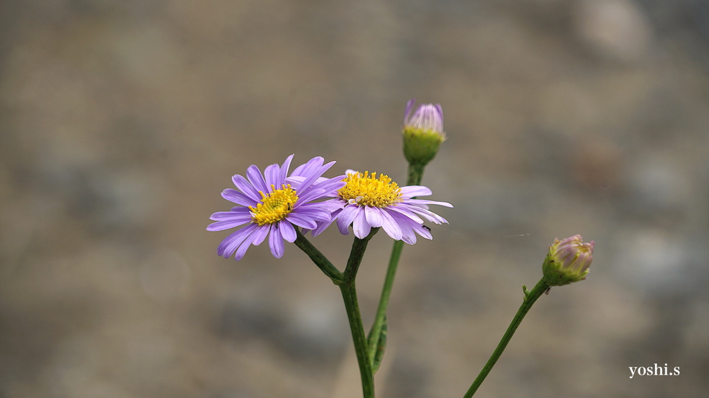 写真掌編：続々々・夜会の花（龍馬異聞 Ⅳ）２