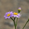 写真掌編：続々々・夜会の花（龍馬異聞 Ⅳ）２