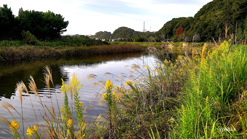 写真エッセイ：すすきと泡立草３：共存