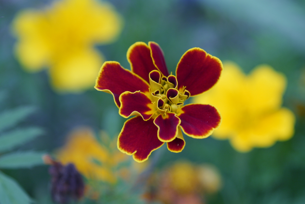 花５