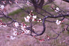梅香る９