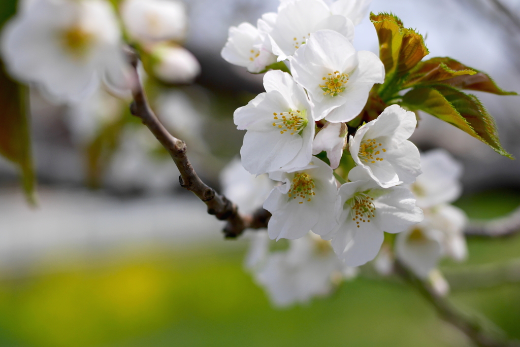 写真掌編：桜の下で 11：菜の花桜