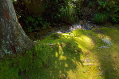 御岩神社７：苔とせせらぎ