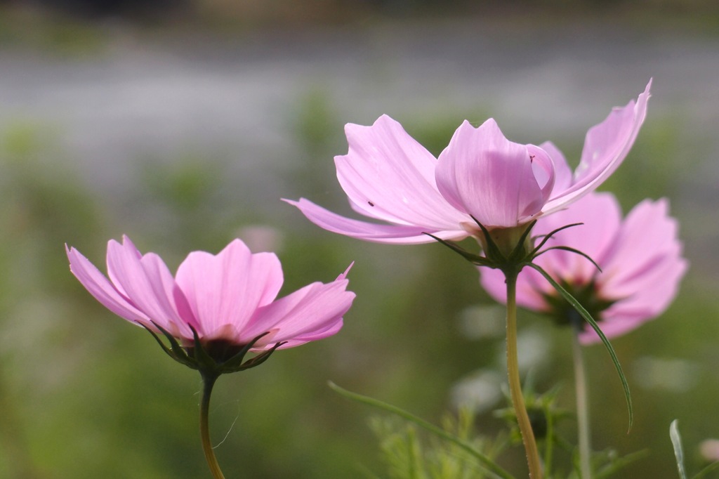 秋桜９