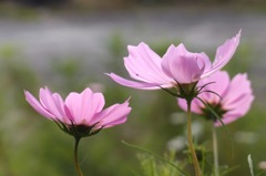 秋桜９