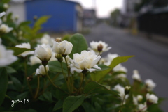写真モノローグ：白の木香薔薇