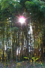 竹林のダイヤモンドライト