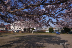 写真句：公園桜：NTW203