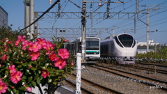 写真歌：山茶花と鈍急行列車