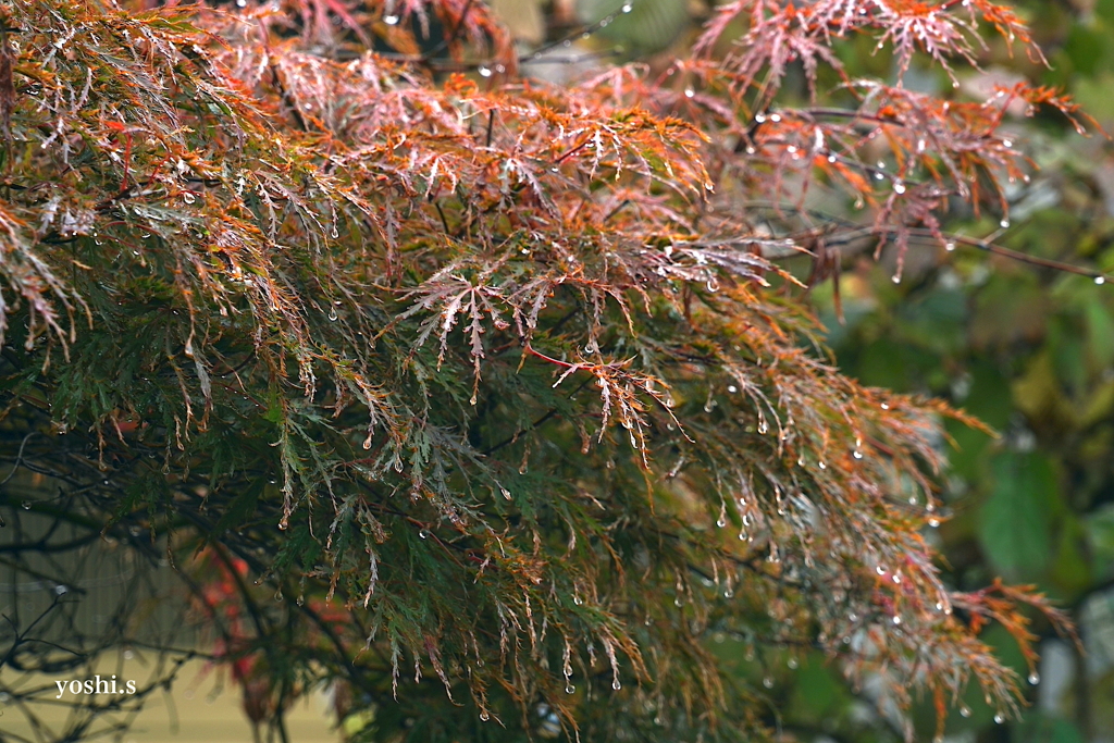 写真エッセイ：黄紅葉３題の２：枝垂れ紅葉
