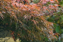 写真エッセイ：黄紅葉３題の２：枝垂れ紅葉