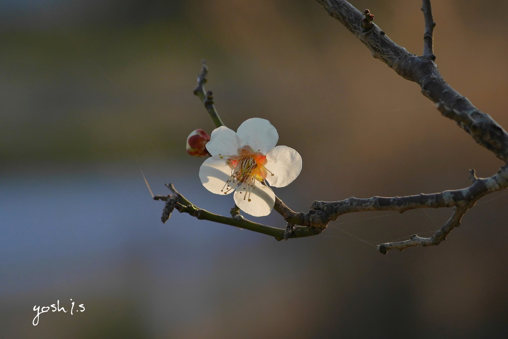 写真句：君を待つ