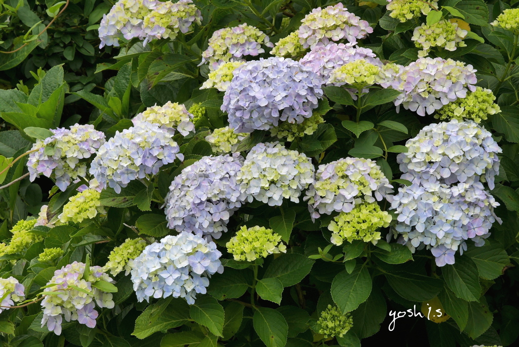 写真句：花群れ