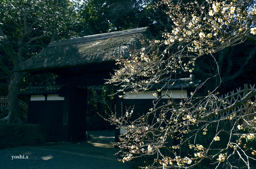 写真エッセイ：偕楽園散歩５：表門
