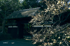 写真エッセイ：偕楽園散歩５：表門