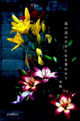 写真句：道端の花16：百合３