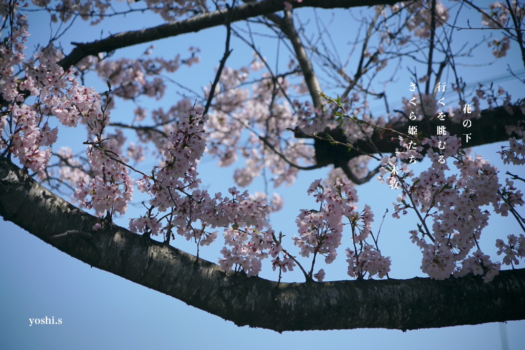 写真句：桜５：さくら姫君