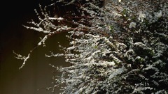 写真歌：春の花たち10：雪柳のエール