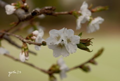 写真エッセイ：山桜 ３