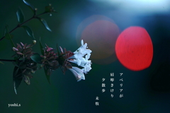 写真句：アベリアの道