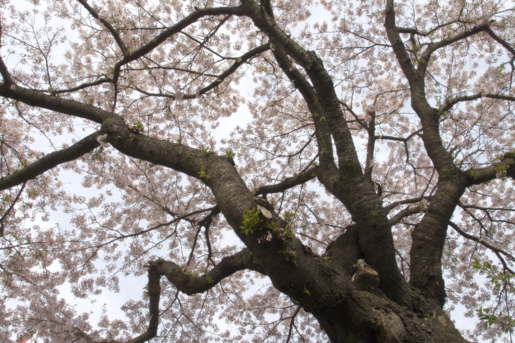 桜天蓋