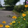 写真掌編：続々々・夜会の花（龍馬異聞 Ⅳ）１