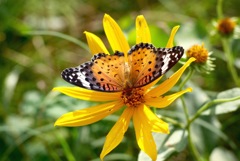 花と蝶３：バーズ・アイ