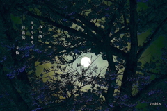 写真句：さくら宇宙公園さくら祭り14：Light up６