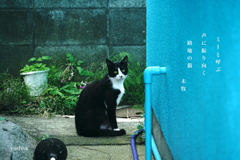 写真句：ミー
