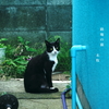 写真句：ミー