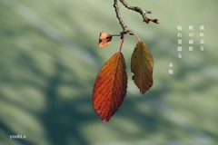写真句：枯れ葉揺る