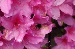 ミクロの決死圏（くまんばちの冒険）