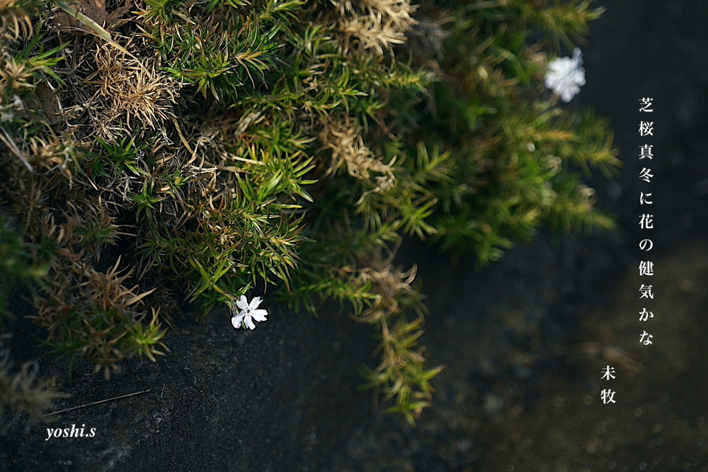 写真句：芝桜