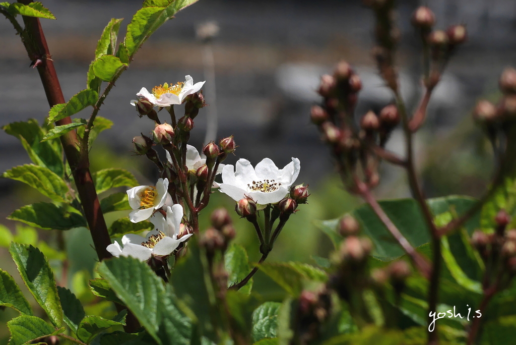 写真エッセイ：野茨の花