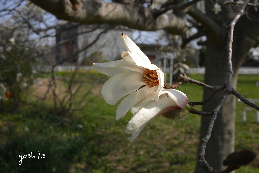 写真掌編：にほひをこせよ番外：こぶし開花 by 凛子：写真歌