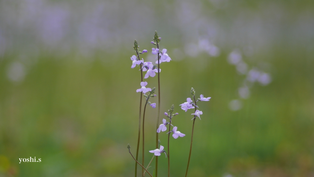 写真歌：揺るる草花