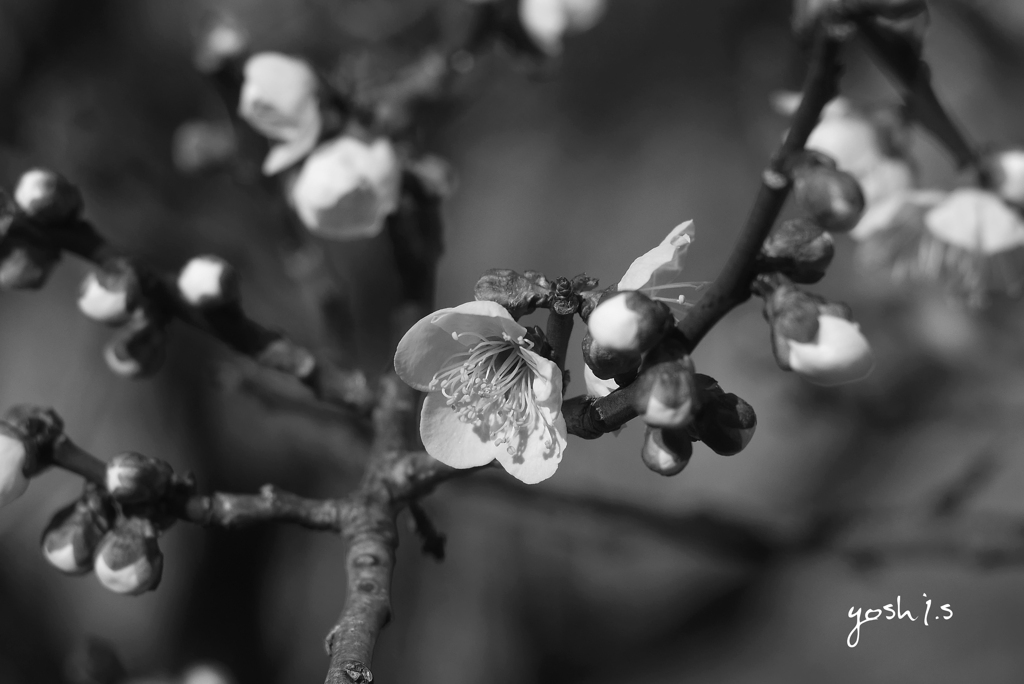 写真句：梅花2020 #6：豊穣の気、放たれる：B&W