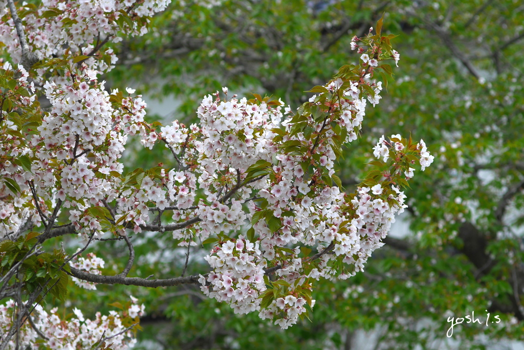 写真エッセイ：往く山桜２：投稿７周年を記念して