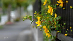 写真エッセイ：道に顔出す金糸の花