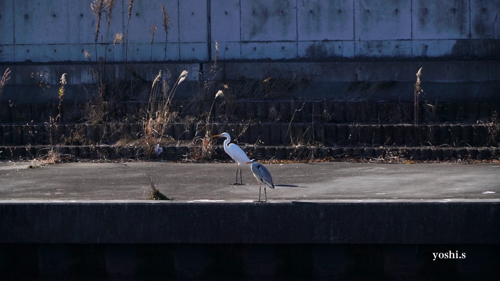 写真指編：間合い