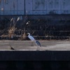 写真指編：間合い