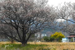 写真句：春爛漫、故郷の山が見える
