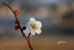 梅花16：にほひほのかに（写真句）