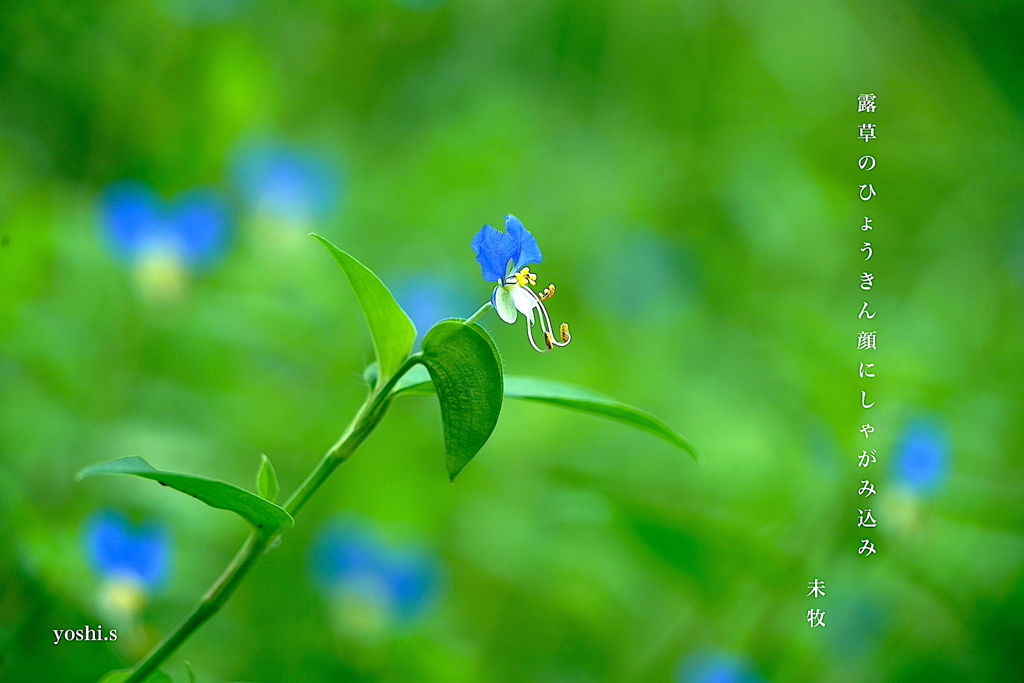 写真句：露草