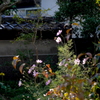 秋の彩り９：写真句